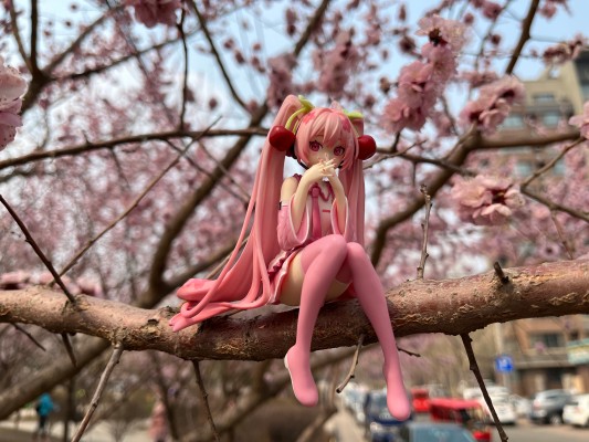 压泡面 初音未来系列 樱花未来2023