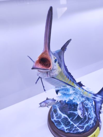 NATURE TALES 蓝枪鱼