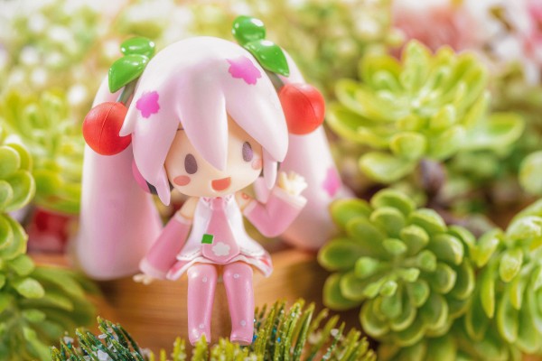 午睡猫咪MP 初音未来 樱花未来2023