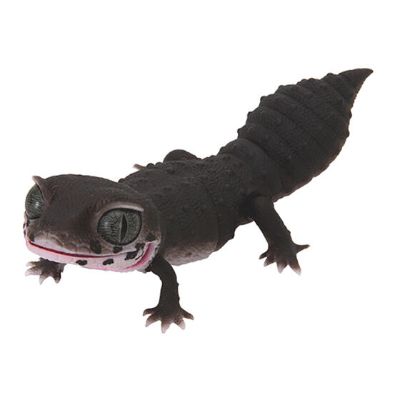 爬行类生物大图鉴 豹纹壁虎