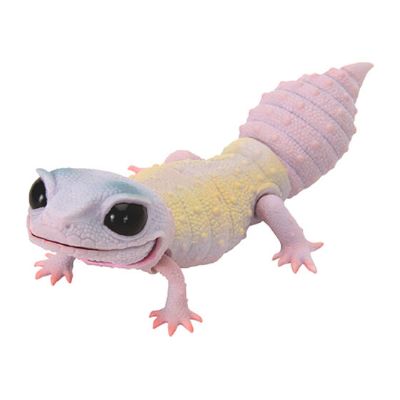 爬行类生物大图鉴 豹纹壁虎