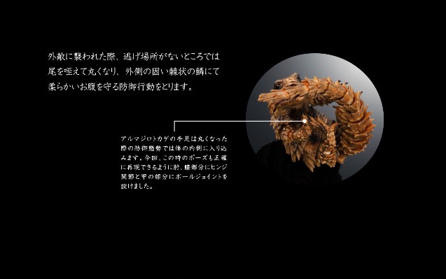 进化生物大图鉴 犰狳蜥