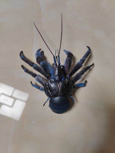 高级生物大图鉴 椰子蟹