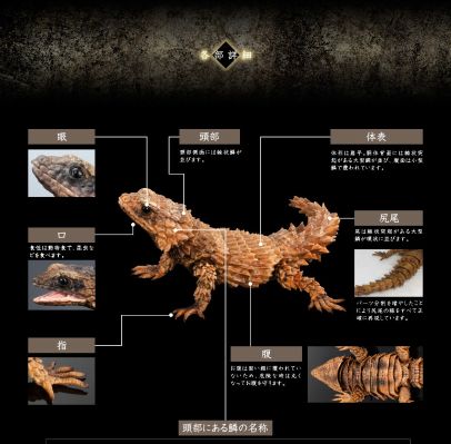 进化生物大图鉴 犰狳蜥