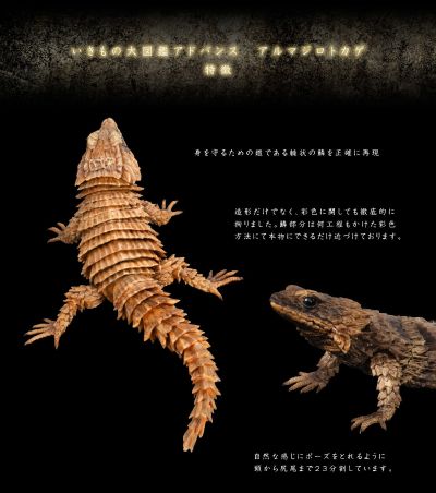 进化生物大图鉴 犰狳蜥