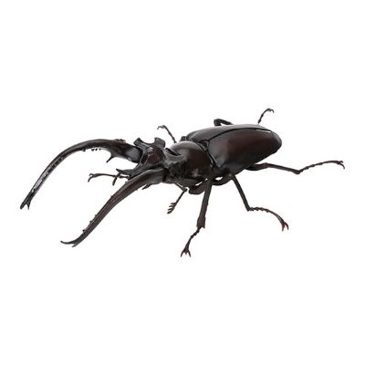 生物大图鉴 锹甲 6
