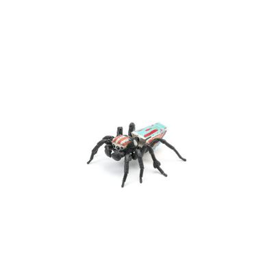 生物大图鉴 孔雀蜘蛛
