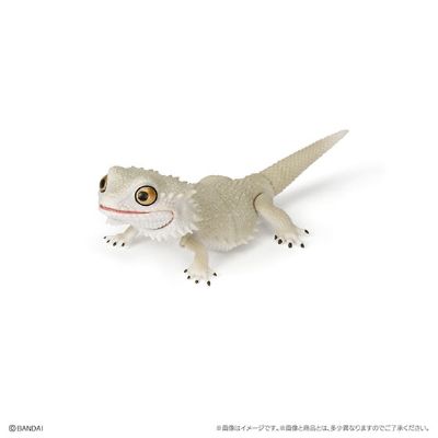 爬行生物大图鉴 鬃狮蜥