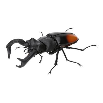 生物大图鉴 锹甲 6