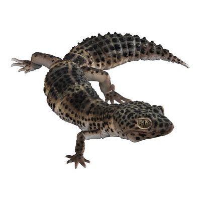 进化生物大图鉴 精选版