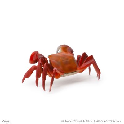 生物大图鉴 迷你系列 甲壳类