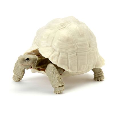 生物大图鉴 陆龟 5