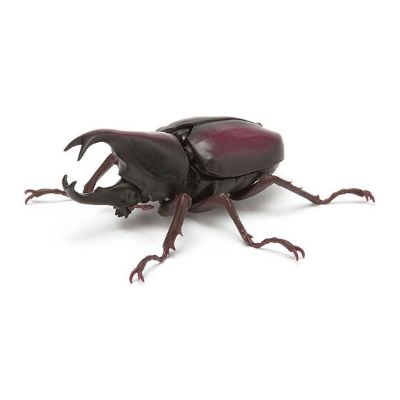 生物大图鉴 甲虫 3