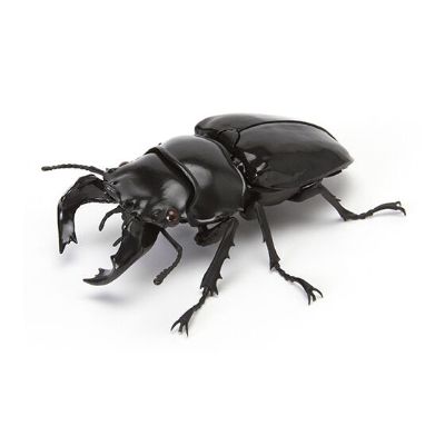 生物大图鉴 锹甲 4