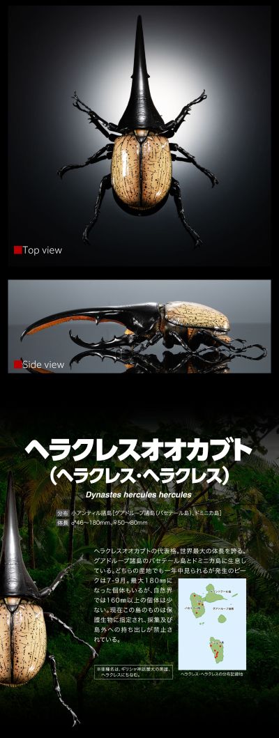 高级生物大图鉴 长戟大兜虫