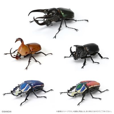 生物大图鉴 甲虫 6