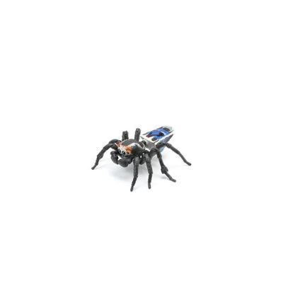 生物大图鉴 孔雀蜘蛛