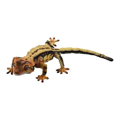 进化生物大图鉴 睫角壁虎 2