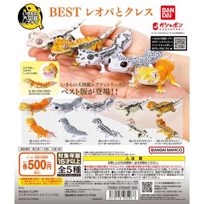 爬行类生物大图鉴BEST 豹纹壁虎 与 睫角壁虎
