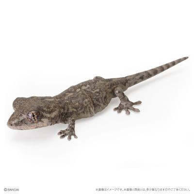 爬行类生物大图鉴 多疣壁虎 与 鬃狮蜥