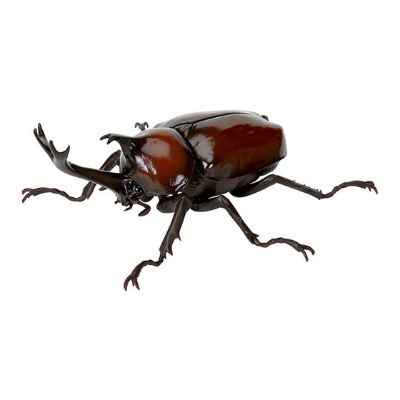 生物大图鉴 甲虫 5