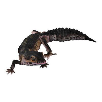进化生物大图鉴 豹纹壁虎