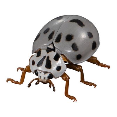 进化生物大图鉴 瓢虫 2