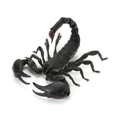 生物大图鉴 蝎子
