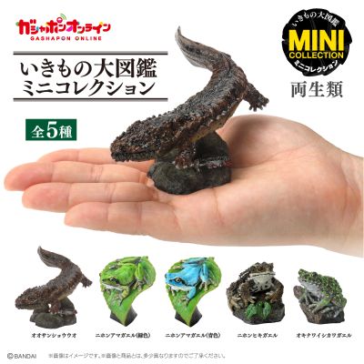 生物大图鉴 迷你系列 两栖类
