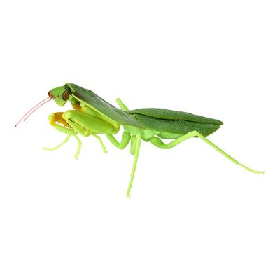 生物大图鉴 螳螂 4