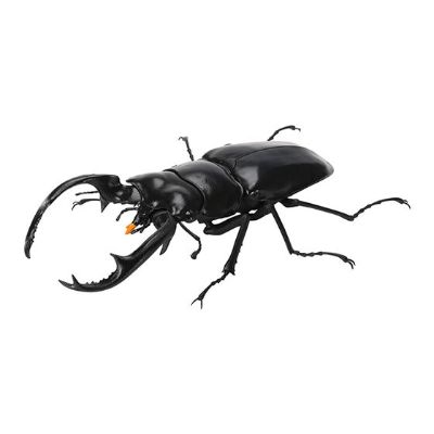 生物大图鉴 锹甲 7