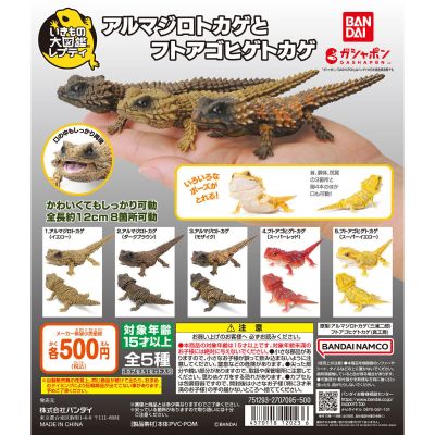 爬行类生物大图鉴 犰狳蜥 与 鬃狮蜥