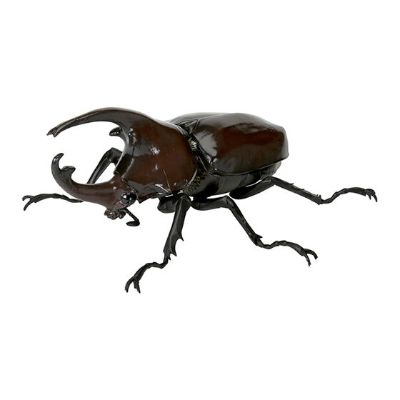 生物大图鉴 甲虫 5