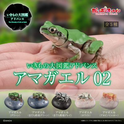进化生物大图鉴 雨蛙 2