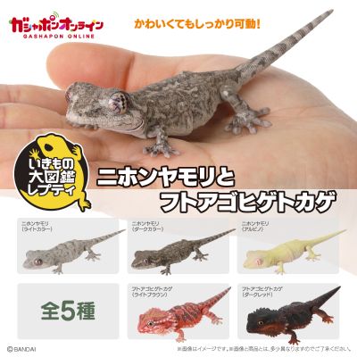 爬行类生物大图鉴 多疣壁虎 与 鬃狮蜥