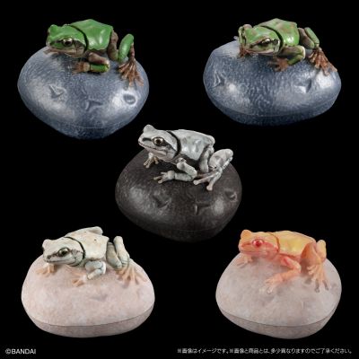 进化生物大图鉴 雨蛙 2