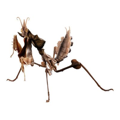 进化生物大图鉴 魔花螳螂