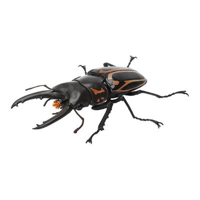 生物大图鉴 锹甲 7