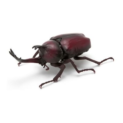 生物大图鉴 甲虫
