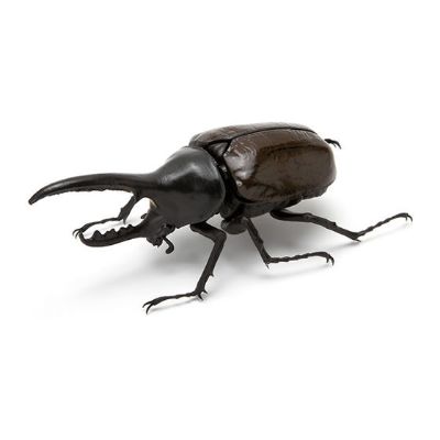 生物大图鉴 甲虫