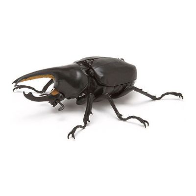生物大图鉴 甲虫 3