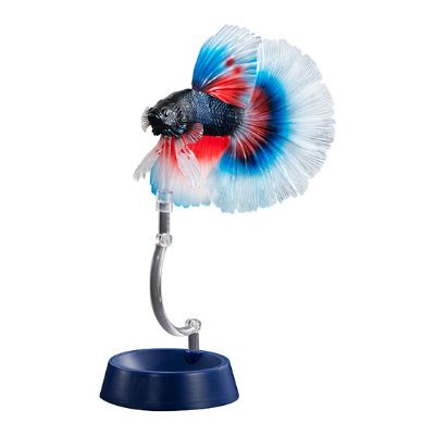 进化生物大图鉴 斗鱼