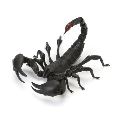生物大图鉴 蝎子