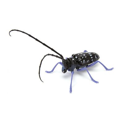 生物大图鉴 锹甲 4