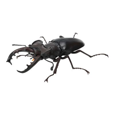 生物大图鉴 锹甲 7