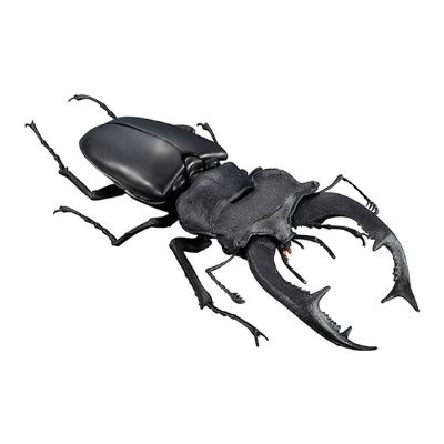 生物大图鉴 锹甲 5