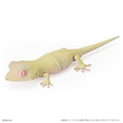 爬行类生物大图鉴 多疣壁虎 与 鬃狮蜥