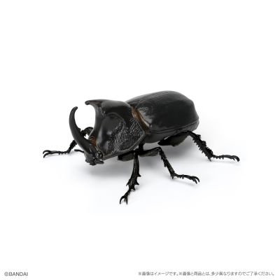 生物大图鉴 甲虫 6