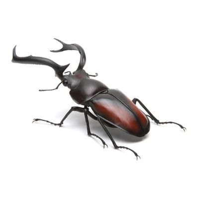生物大图鉴 锹甲 2