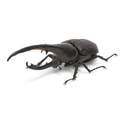 生物大图鉴 甲虫 2